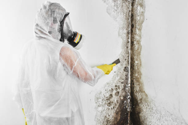 Attic Mold Removal in Dresden, TN