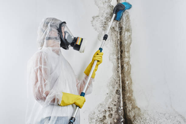 Best Attic Mold Removal  in Dresden, TN