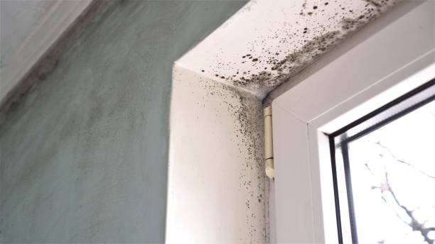 Best Mold Remediation  in Dresden, TN