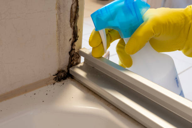 Best Toxic Mold Removal  in Dresden, TN