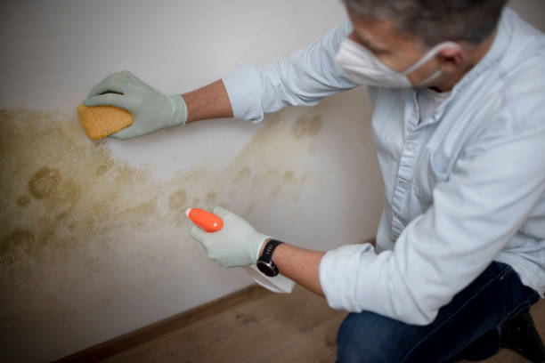 Best Certified Mold Removal  in Dresden, TN