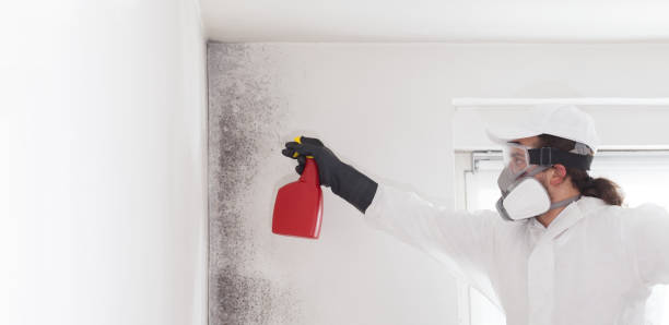 Best Affordable Mold Removal  in Dresden, TN