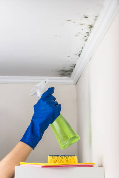 Professional Mold Removal in Dresden, TN